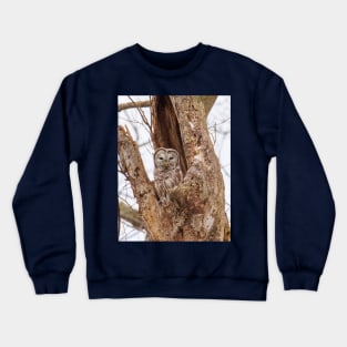 Barred Owl Crewneck Sweatshirt